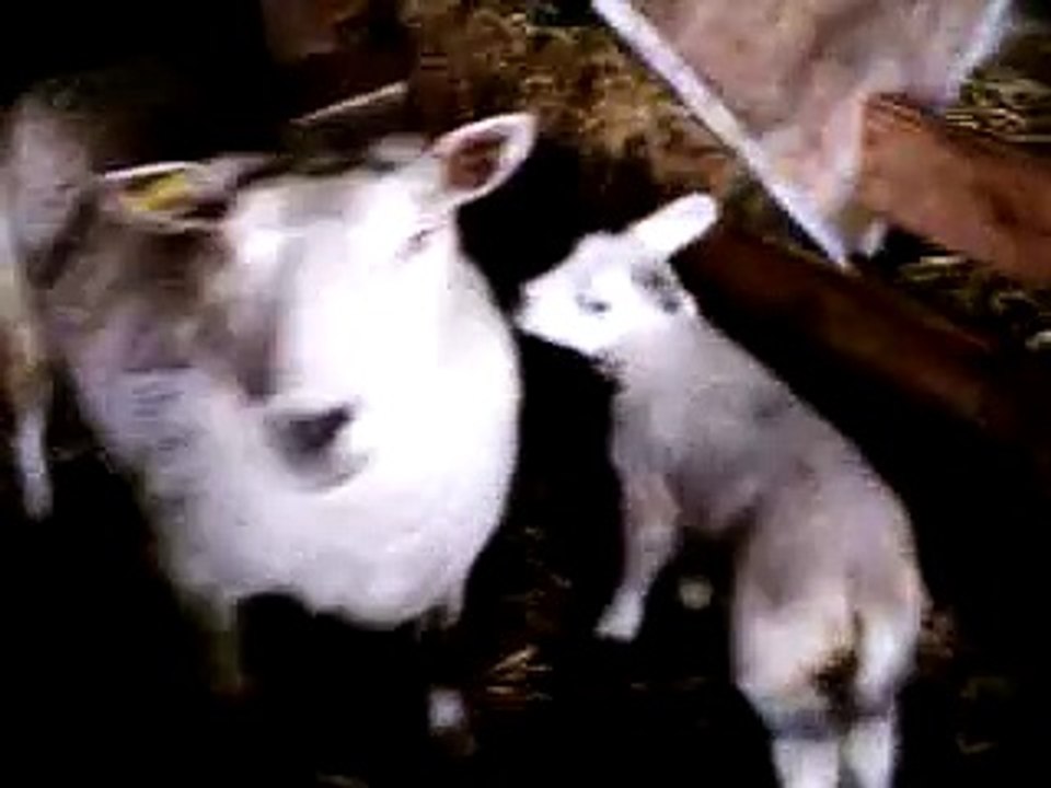 Schapen met lammetjes