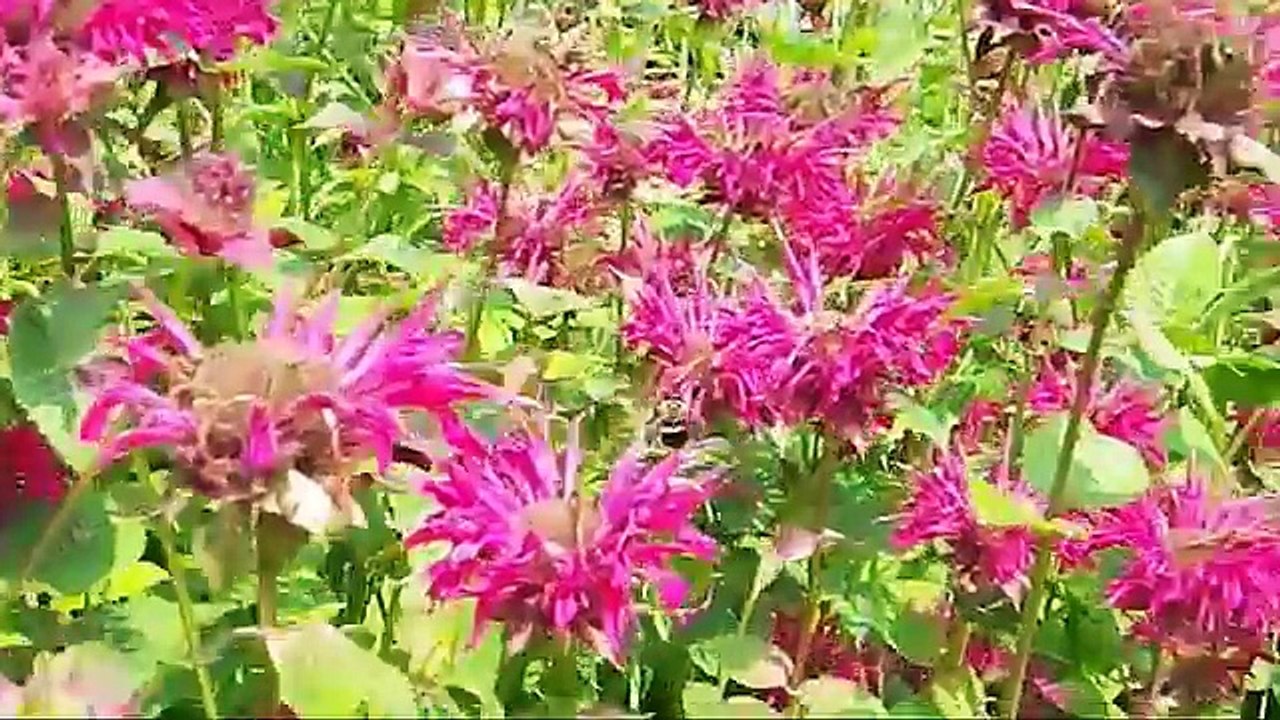 RBG Butterfly Garden (Hamilton) - Flowers that attract Butterflies, Hummingbirds and Bees