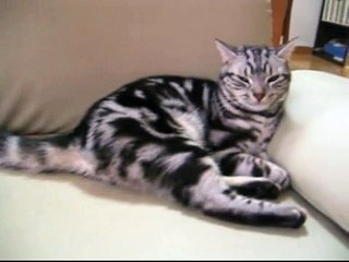 しっぽで遊ばせるネコ