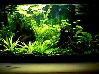 54 ltr Øksefisk, lille sugemalle, Red cherry rejer, snegle