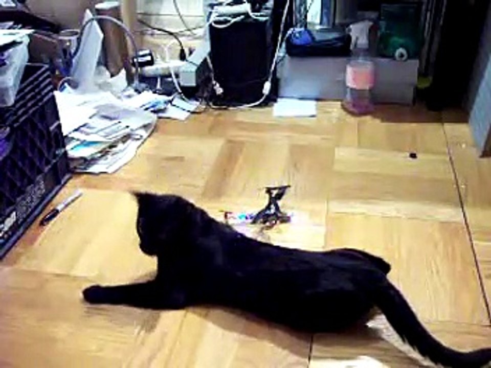 Cat vs Helicopter R1