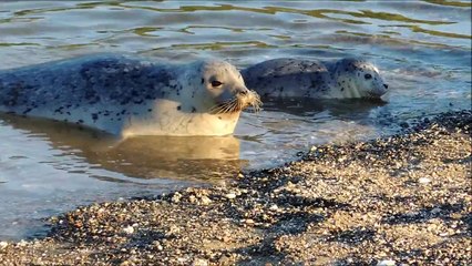 Female harbor seal (123) with one day old pup