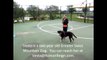 Teaching your dog to cart / draft (Greater Swiss Mountain Dog)