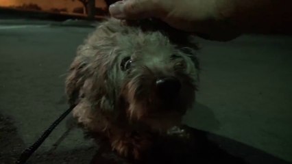 Saving Oakley in a late night rescue mission.  Please help her find a home.