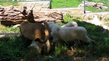 2011. 07. 19. beli i zuti lavici - borba oko plena - ZR - Beo Zoo Vrt