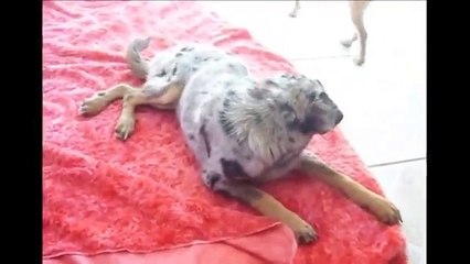 Acupuntura Veterinária - Sequelas de cinomose