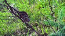 Chameleons in Madagascar w/ AMNH's Chris Raxworthy