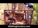 How to get live hogs out of a trap - hog hunting