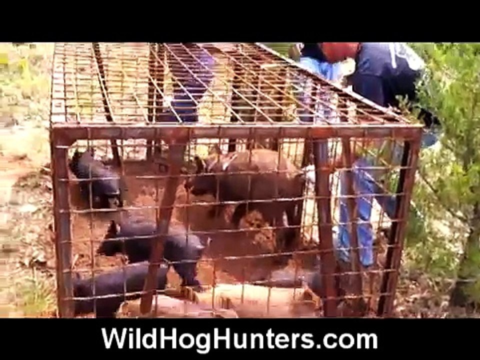 How to get live hogs out of a trap - hog hunting