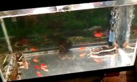 Feeding my baby red tail catfish/Datnoid