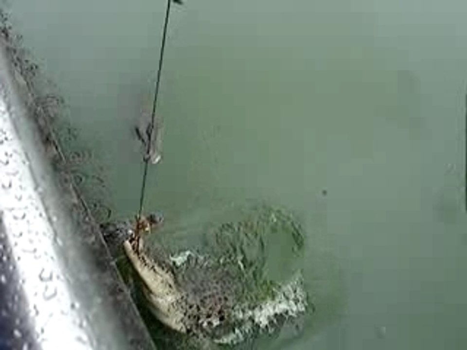 une faim de crocodile