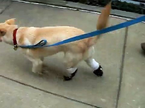 dog prosthetics for rear legs ( animalorthocare.com)