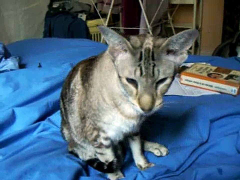 a cat wakes up