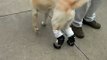 dog prosthetics for both rear legs