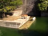 Tigres de Bengala ante el agua. Zoo de Madrid