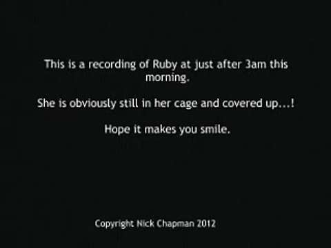 THE African Grey! Ruby, Swearing Parrot Ruby. 3am chat!