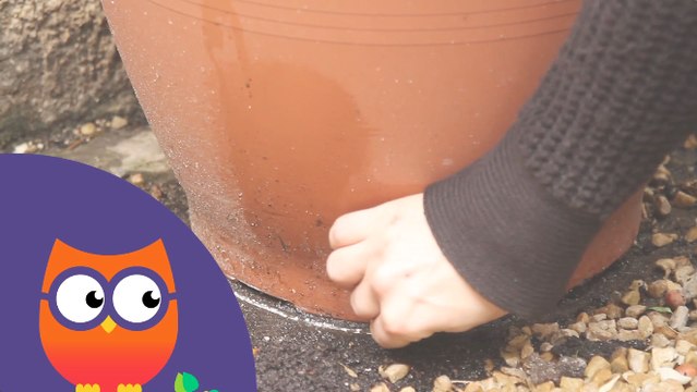 Comment lutter contre les fourmis dans le jardin (Ooreka.fr)