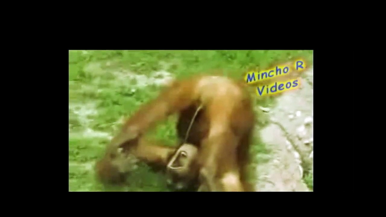 Mono se la mama solo-mansturbing monkey !