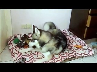 Pet ferret challenges husky to play fight