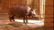 Rare Exotic Indian Rhino Feeding At The Bronx Zoo