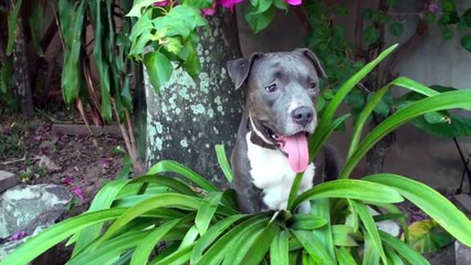 Gorgeous pitpull pups revisited