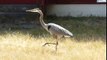 Blue Heron catches and eats Gopher