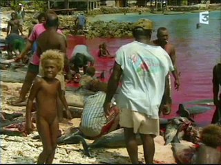 Re:The Cove trailer （Dolphin Massacree in Solomon Islands）