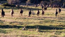 CABALLOS SALVAJES  2014 TORRES DEL PAINE - WILD HORSES PATAGONIA