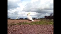 Cockatoos in the Wind
