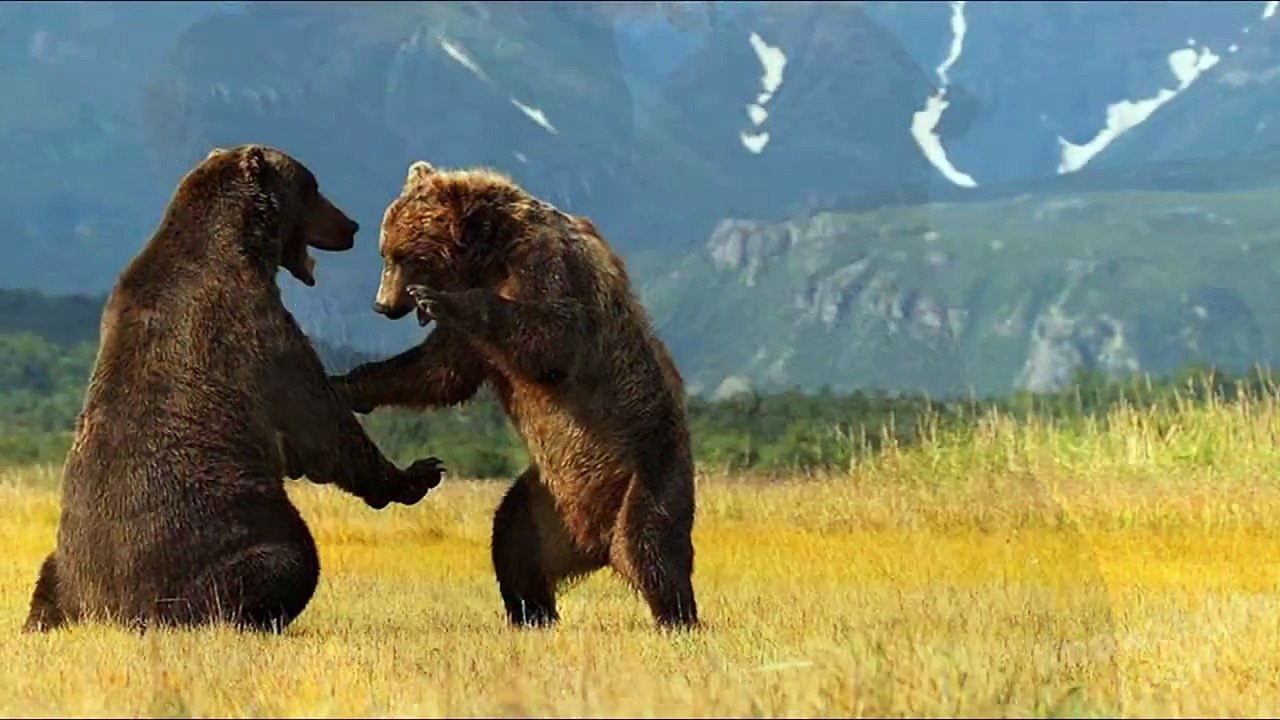 UFC Bear Fighting