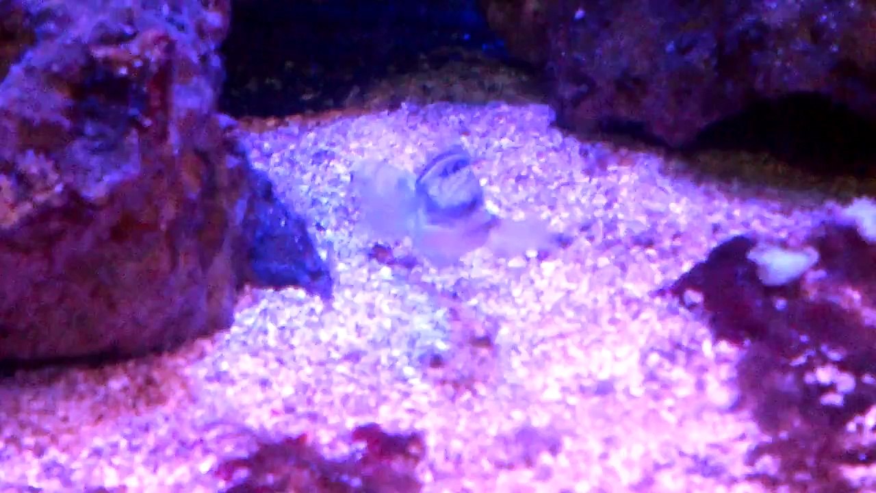 CamMx : Tutorial de Peces "Gobio Dragón - (Arenero)" Nivel Medio