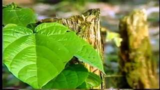 Amazonia Ecuador: Manejo Forestal Sostenible - Marco Romero - Video 11 ©TRAFFIC