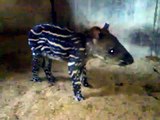 Cría de tapir en el zoo de Barcelona
