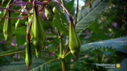 Plantes Explosives pour Disperser leurs Graines 🌱
