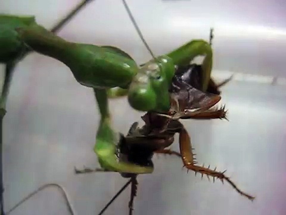 Praying Mantis vs. Cockroach