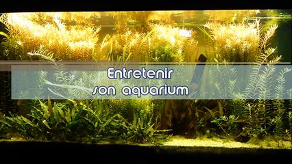 TUTO #7 Entretenir son aquarium : généralités et astuces d'entretien en aquariophilie