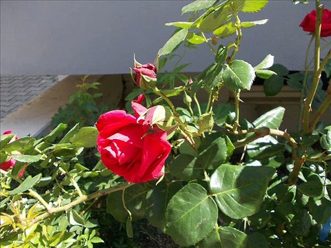 sarmaşık gülleri-zara