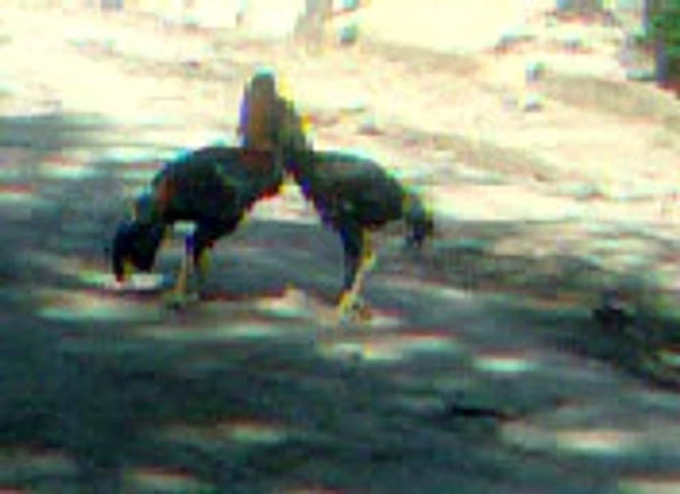 saqib kukad