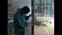 SAD VIDEO of a baby tiger caged in China |  CUTE BABY TIGER