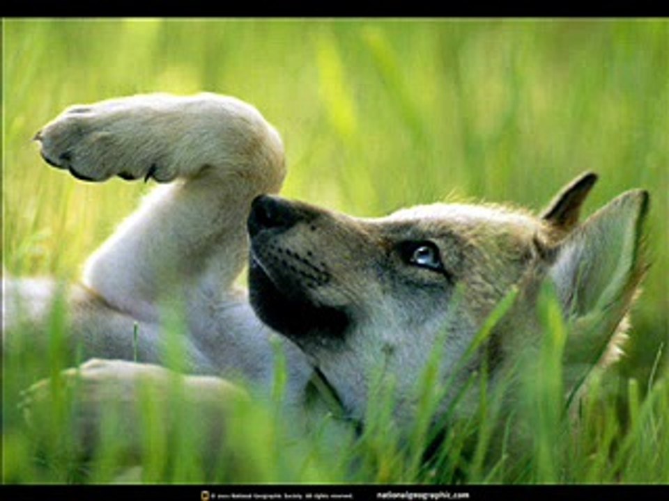 Wolves