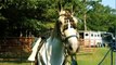 Buckskin Pinto American Warmblood Dressage Horse (SOLD)