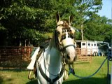 Buckskin Pinto American Warmblood Dressage Horse (SOLD)