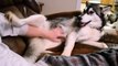 Siberian Husky Demands Belly Rubs