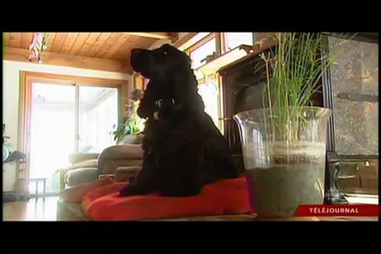 EcoTraction sur les ondes du Téléjournal de Radio Canada (11 janvier 2009)