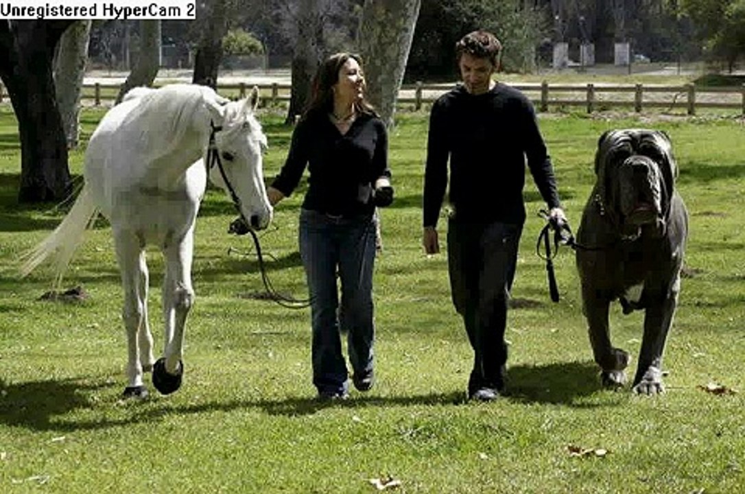 world's BIGGEST dog