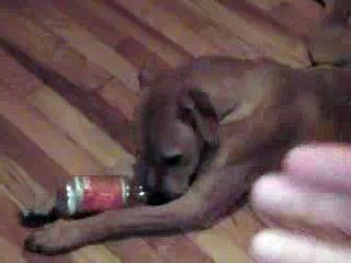 William & Wallace Like XS