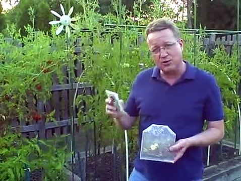 Ladybugs for the Garden Get Rid of Aphids How to Release Ladybugs