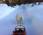 Norway: mushing with two happy samoyed dogs