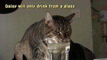 Cat Drinks From A Glass