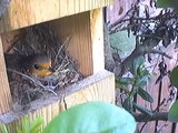 Robin incubating eggs in open fronted Robin box... Birds songs and sounds